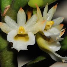 Image result for Calyptrochilum