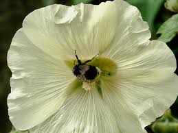 Jetzt bloom einfach bei douglas bestellen und 2 gratisproben sichern! Selecting Bee Forage Plants Province Of British Columbia