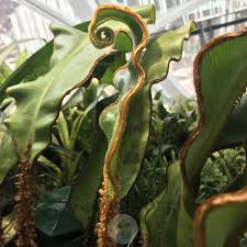 Image result for Elaphoglossum kuhnii