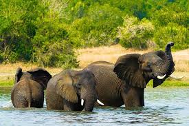 Malvorlagen elefanten ausdrucken malvorlagen elefanten mandala coloring and malvorlagan. Afrikanischer Elefant Tier Steckbrief Fur Kinder Schule