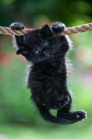 Baby Black And Orange Kitten Black Kitten Is Hanging On The Rope Cute Cats Pretty Cats Kittens Cutest