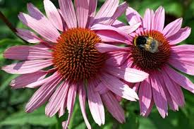 Scheinsonnenhut Leuchtstern Echinacea Purpurea Leuchtstern Mit Bildern Leuchtsterne