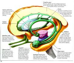 Limbic System Brain Anatomy Limbic System Neurology