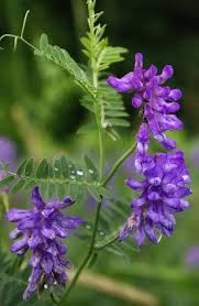 ● flowers all year round! Wildflower Cow Vetch A Member Of The Pea Family It Has Branched Twisting Tendrils Vetch Means I Cling To Wild Flowers Blue And Purple Flowers Wild Plants