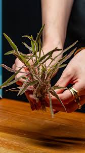 Image result for Hygrophila cataractae