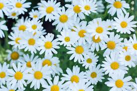 Daisy Plant Britannica