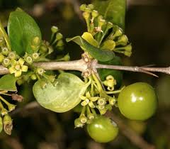 Image result for Canthium