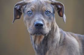 Black And Tan Catahoula Leopard Dog Our Catahoula Leopard Dog At 11 Weeks Brown And Black Brindle Halifax Ns