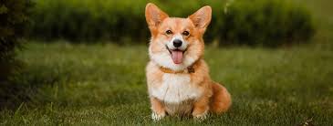 900+ vectors, stock photos & psd files. Getting A Corgi Puppy What To Expect The First Few Weeks And Months With Your New Corgi Ready Set Puppy