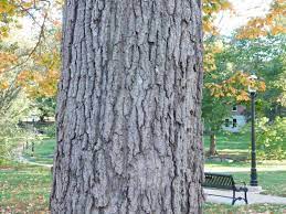 Winter is the perfect time to get up close and notice and appreciate the variations of tree bark. Sugar Maple Hard Maple Mdc Teacher Portal