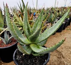 Image result for Aloe excelsa