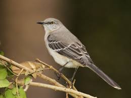 Mockingbird Brown Bird With White Stripes On Wings And Tail Enqif00z Jpg 400 300 Pixels State Birds Bird Coloring Pages Bird