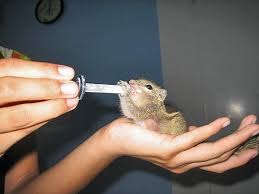 Baby Squirrel Drinking Milk Baby Squirrel Squirrel Cute Babies