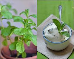 Glace Menthe Chocolat Vegan Sans Gluten Glace Menthe Chocolat Chocolat Vegan Menthe