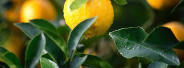 To water optimally you should know: Fruit Salad Trees Watering Your Fruit Trees In Winter