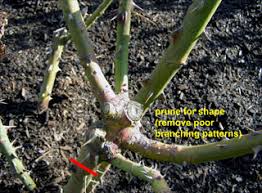 If you prune at the wrong time. Prune Roses Heirloom Roses