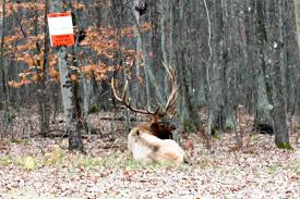 How is the situation with cicadas in camping area ? See Elk Grazing On Our Beautiful Camp Lots In Benezette Pa Blue Sky Real Estate