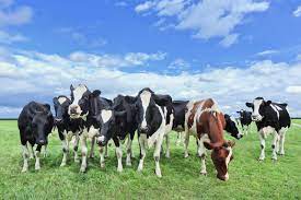 Beef Cows Vs Dairy Cows Get The Skinny Farm Credit Of The Virginias