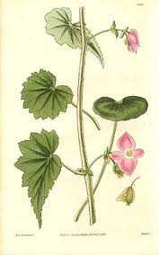 Image result for Begoniaceae