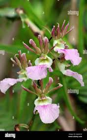 Image result for Eulophia guineensis