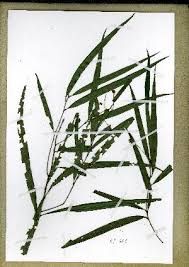 Image result for Campylospermum