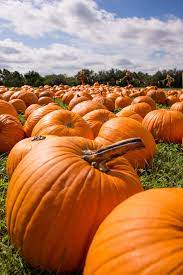 We Found The Best Pumpkin Farms To Visit This Fall Pumpkin Farm Pumpkin Planting Pumpkins