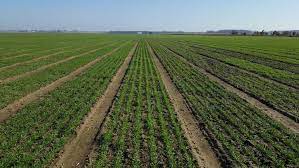 Large wheat plantation kr name: Planting The 2021 Wheat Crop Wheat