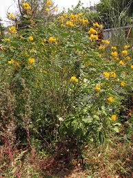 Image result for Senna sophera