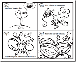 Activities for second graders are appropriate for kids between the ages of seven and eight. W Is For Watermelon Preschool Worksheets Watermelon Activities Cycle For Kids