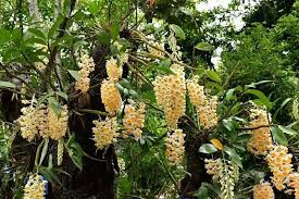 Image result for Rhipidoglossum densiflorum