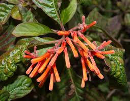 Image result for Justicia spicigera