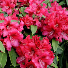 Epingle Sur Jardin D Ombre