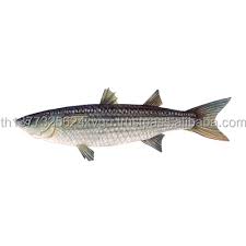 Previous studies proposed that globally distributed m. Flathead Grey Mullet Yellow Roe Mugil Cephalus And Whole Gutted Mullet Buy Frozen Mullet Fish Frozen Grey Mullet Fish Red Mullet Fish For Sale Product On Alibaba Com