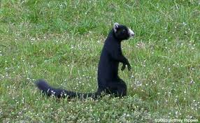 Black And White Squirrel Like Animal Squirrels In Georgia Fox Squirrel Black Squirrel Squirrel