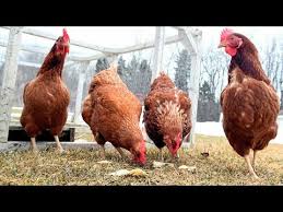 Parlons d'un des oiseaux domestiques les plus célèbres, la poule pondeuse ! Online Comment Commencer Un Elevage De Poulet