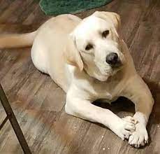 The beautiful little puppies are labrador retrievers. Faces Of Rescue Ohio Labrador Retriever Rescue Services Facebook