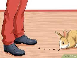 How To Tame A Wild Rabbit 12 Steps With Pictures Wikihow