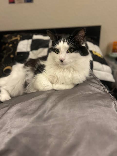 Got everything I didn't want in a cat- and I adore her : r/cats