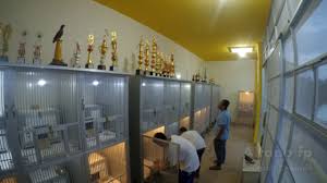 Wisata ternak kandang macan : Kandang Farm Merpati Kolongan Di Lampung 3 Team Gajah Lampung Youtube