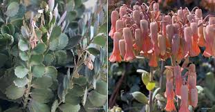 Image result for Kalanchoe fedtschenkoi