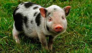 Buy guinea pigs directly from a breeder you'll easily find a breeder for cavies nearly. Teacup Pigs Pet Health Insurance Tips