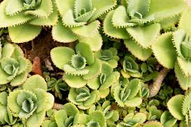 Image result for Crassulaceae