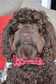 If you're ready to meet the cockapoo of your dreams, all you have to do is begin your matchmaker process. Puppies For Sale In Va