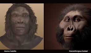 How Did Our Ancestors Interact?