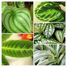 If you think the common tricolor is bold, you should take a look at some of the cultivars , such as perfecta. Foliage House Plants How To Grow And Care