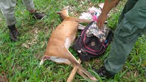 Bahwa untuk kepentingan proses pengajuan / permohonan peninjauan kembali. Kepergok Petugas Pemburu Liar Satwa Kijang Di Malang Kabur Suara Malang