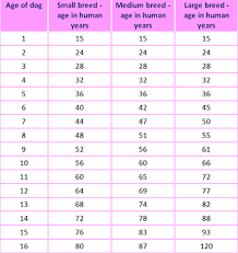 How To Calculate Your Dogs Age Grrowls
