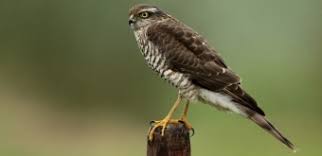 Herken de buizerd (buteo buteo). Roofvogels Herkennen Natuurpunt