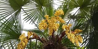 D'une croissance lente, il mesure 60 centimètres à 2 mètres de haut. Palmier Chanvre Trachycarpus Fortunei Plantation Culture Entretien