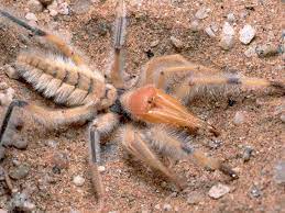 Many tales were accompanied with photos purporting to show spiders half the size of a human. Camel Spiders And Other Huge Arachnids Documentary 2014 Video Video Dailymotion